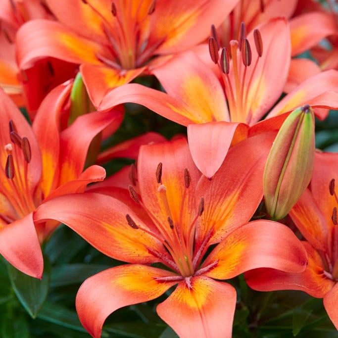 G6523 Lilium Asiaticum Golden Matrix 15 12101621 1eba 48f6 A4d8 Bdc3a47115b9 from www redcrocus com