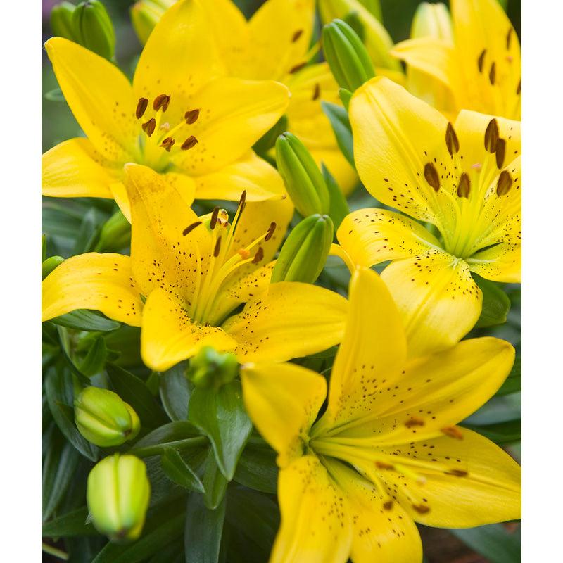 G6523 Lilium Asiaticum Golden Matrix - View 16 from www redcrocus com