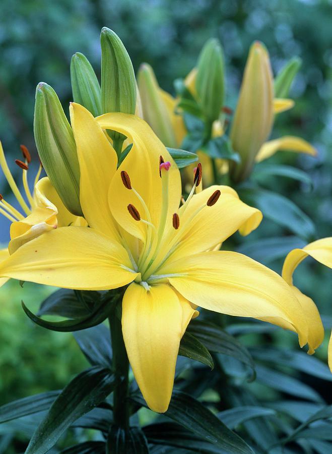 G6523 Lilium Asiaticum Golden Matrix - View 17 from www redcrocus com