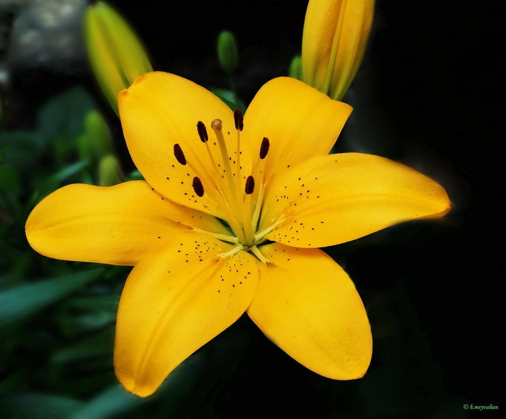 G6523 Lilium Asiaticum Golden Matrix 1 C6e31b77 04f0 409a 9b98 74c9584324d7 from www redcrocus com
