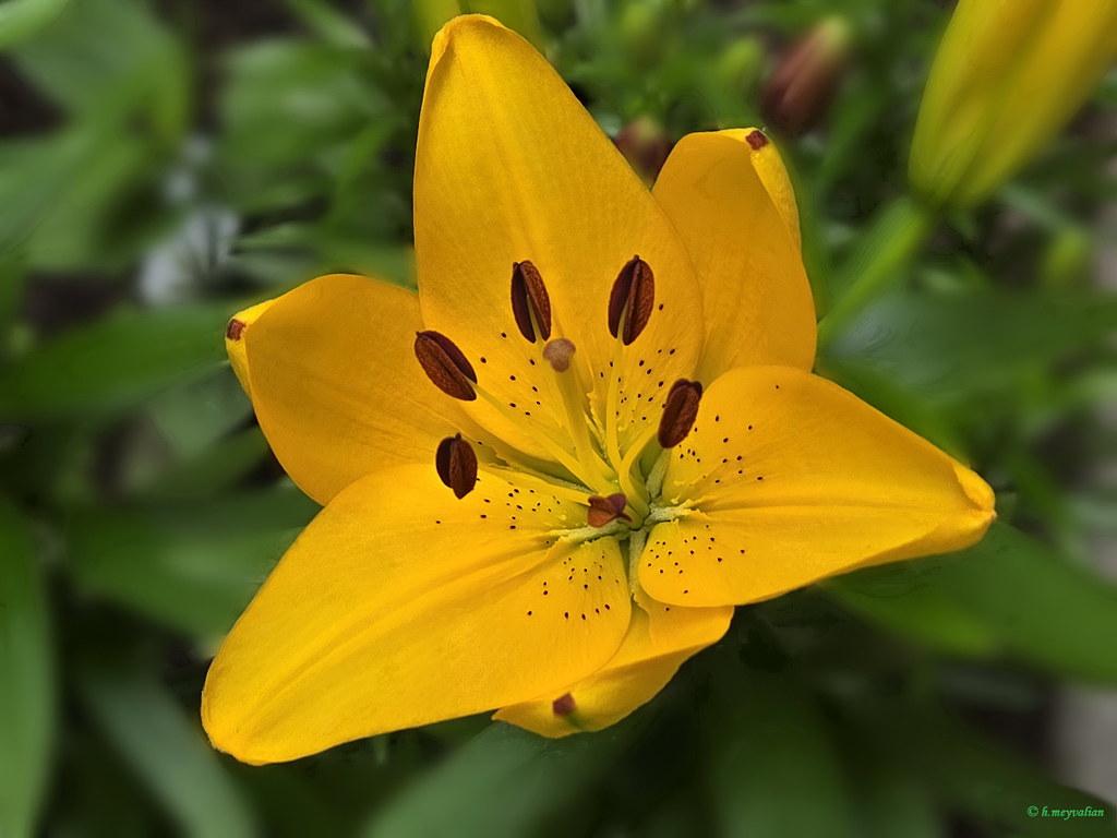 G6523 Lilium Asiaticum Golden Matrix 2 Aaec53f0 1815 4375 B070 9f2a234129a9 from www redcrocus com