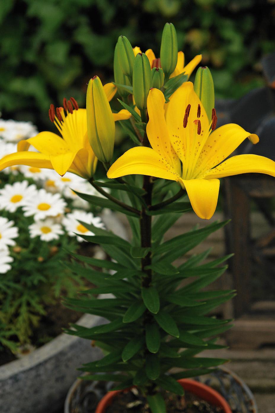 G6523 Lilium Asiaticum Golden Matrix - View 3 from www redcrocus com