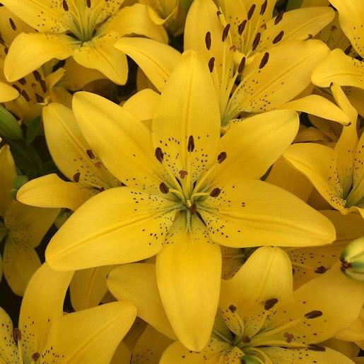 G6523 Lilium Asiaticum Golden Matrix 4 7e070500 838c 4e09 Bab5 669de0b2de83 from www redcrocus com