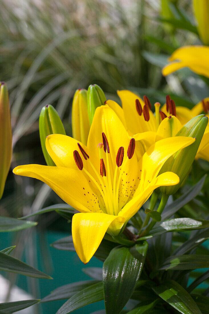 G6523 Lilium Asiaticum Golden Matrix 5 53db8364 Df5d 4a68 94e7 3204dc5546d9 from www redcrocus com