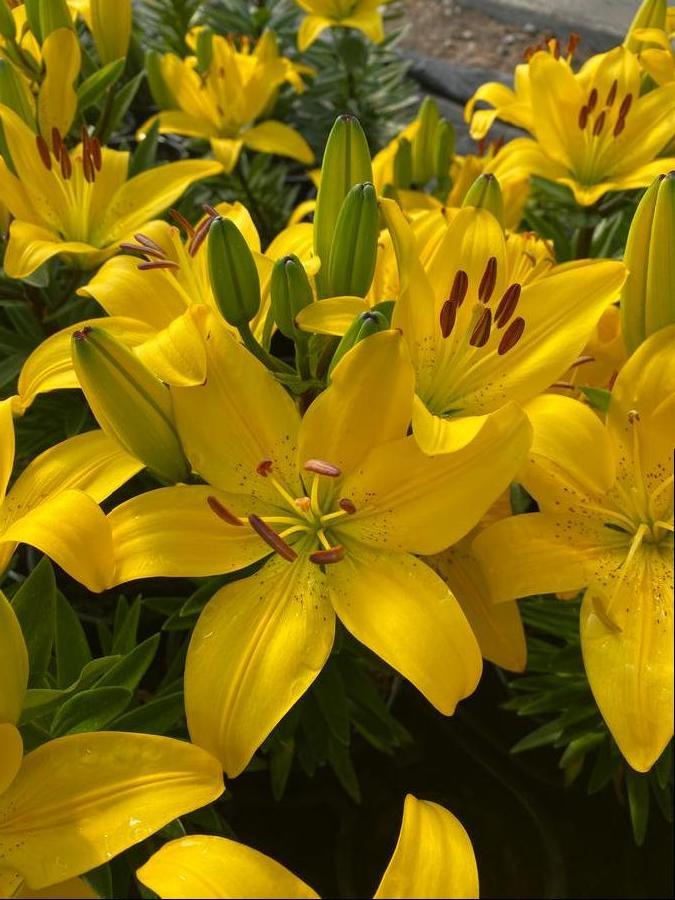 G6523 Lilium Asiaticum Golden Matrix 6 8cde1abd 35ac 4182 83e2 E26f58e50163 from www redcrocus com