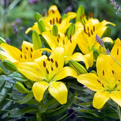 G6523 Lilium Asiaticum Golden Matrix - View 7 from www redcrocus com
