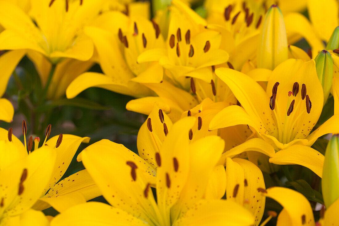 G6523 Lilium Asiaticum Golden Matrix 8 E2134fe5 A748 45db 8a92 4cc6cbb3a767 from www redcrocus com