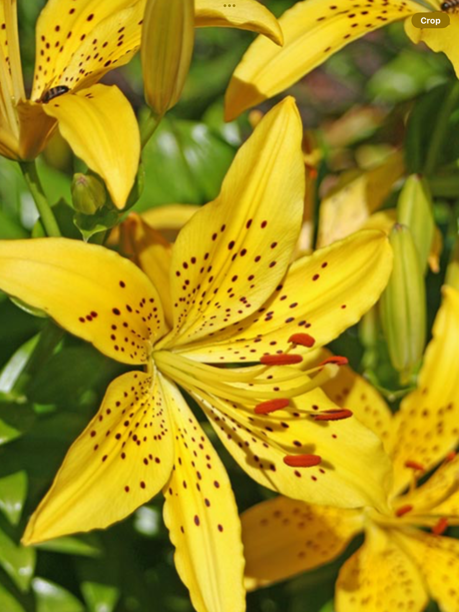G6523 Lilium Asiaticum Golden Matrix 9 E70a352b 8a37 4fb4 8385 1bf635bfe3c0 from www redcrocus com