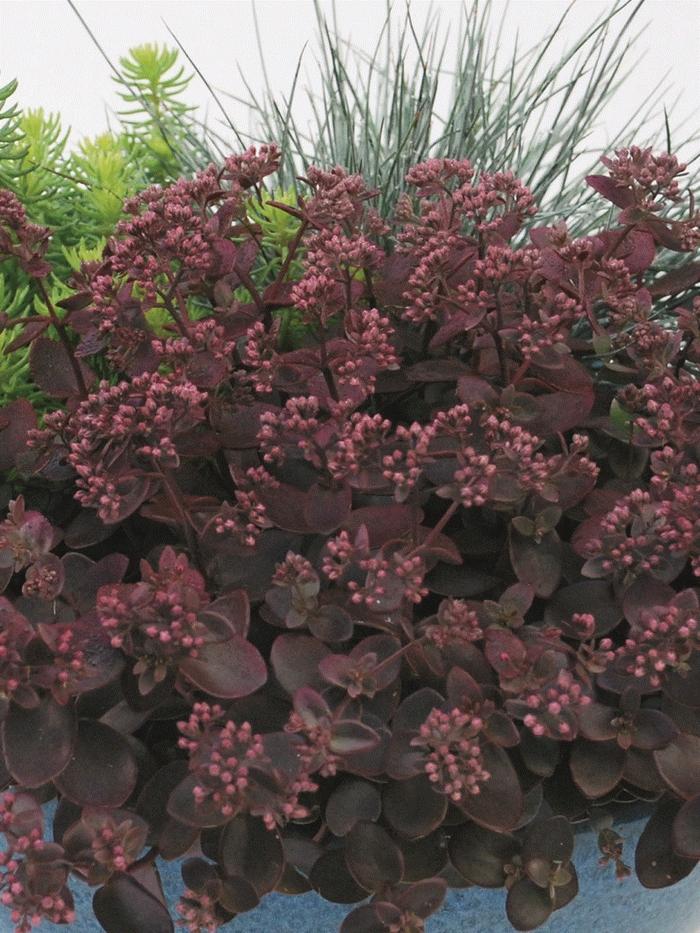 G6525 Sedum Sunsparkler Wildfire - View 10 from www redcrocus com