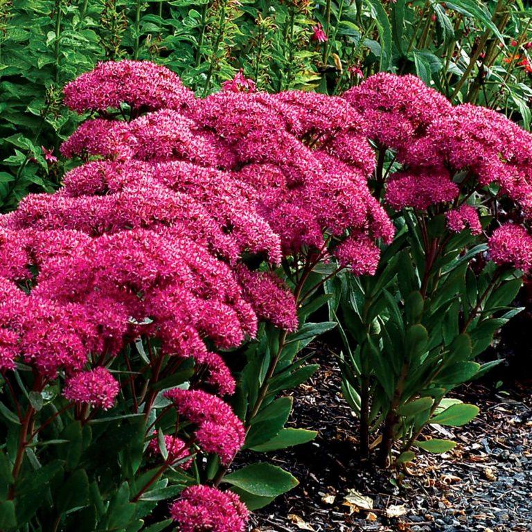 G6525 Sedum Sunsparkler Wildfire - View 13 from www redcrocus com