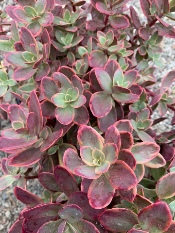 G6525 Sedum Sunsparkler Wildfire - View 16 from www redcrocus com