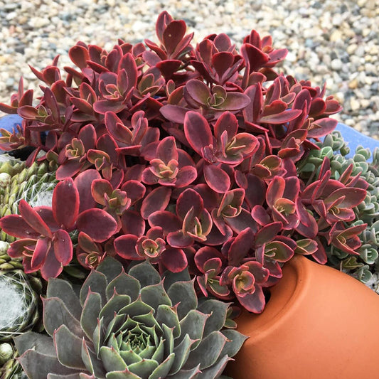 G6525 Sedum Sunsparkler Wildfire - View 1 from www redcrocus com