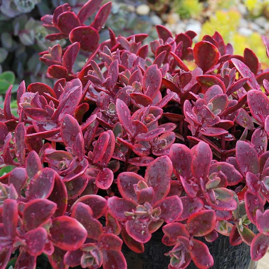G6525 Sedum Sunsparkler Wildfire - View 2 from www redcrocus com