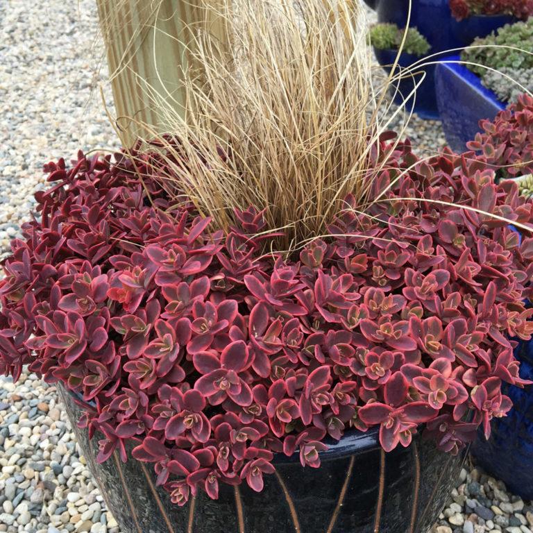 G6525 Sedum Sunsparkler Wildfire - View 3 from www redcrocus com