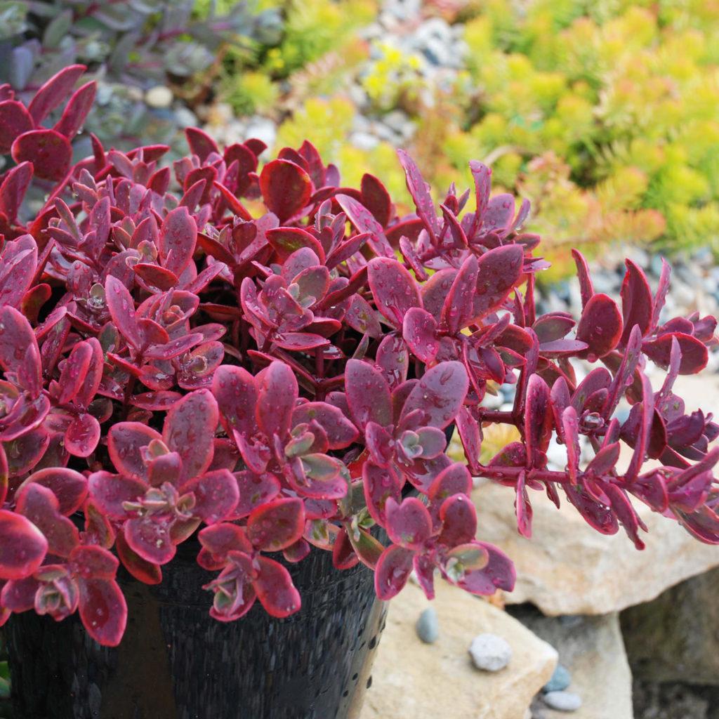G6525 Sedum Sunsparkler Wildfire - View 4 from www redcrocus com