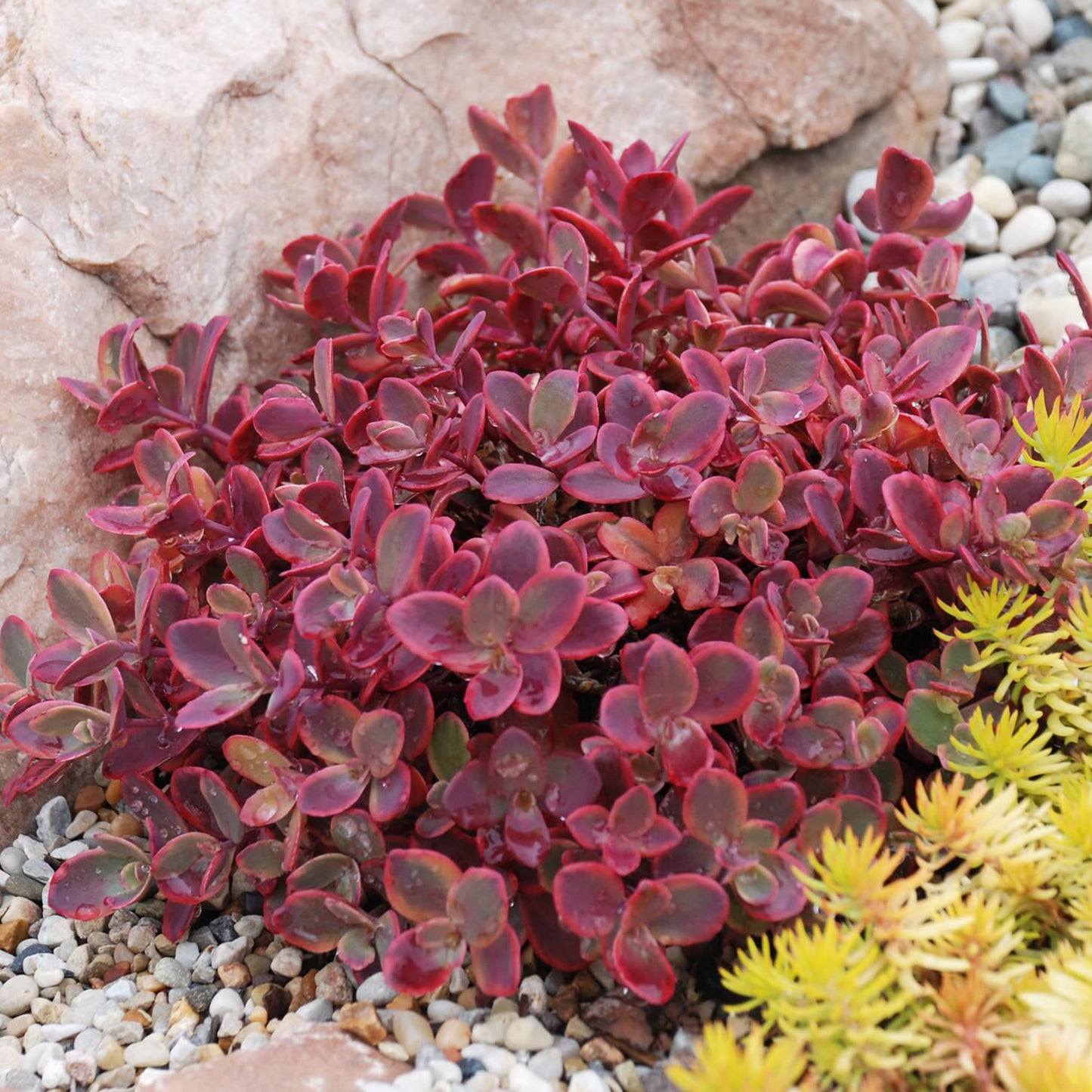 G6525 Sedum Sunsparkler Wildfire - View 6 from www redcrocus com