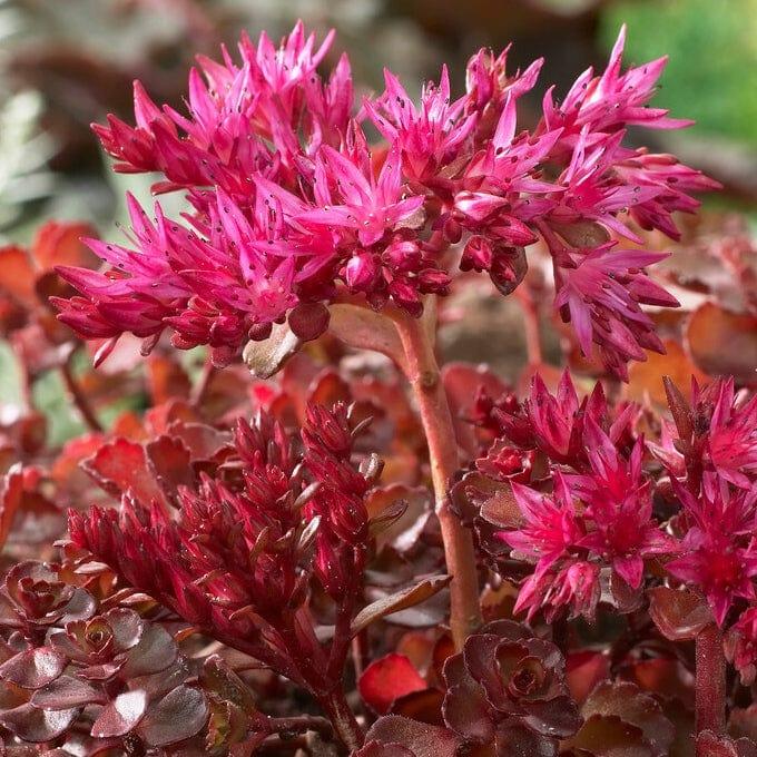 G6525 Sedum Sunsparkler Wildfire - View 8 from www redcrocus com
