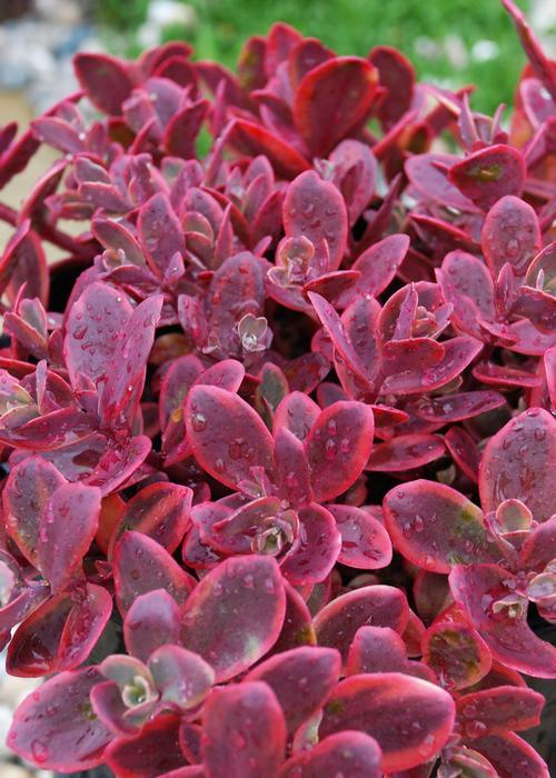 G6525 Sedum Sunsparkler Wildfire - View 9 from www redcrocus com
