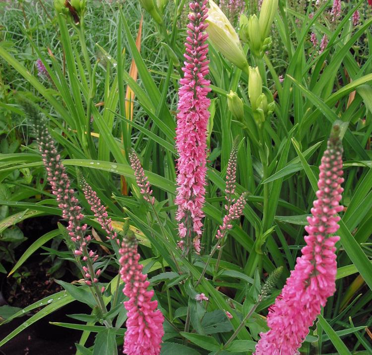 G6526 Veronica Candela Hot Pink 12 17139eaf 0817 47ed 9057 Acff01f675ba from www redcrocus com