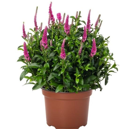 G6526 Veronica Candela Hot Pink - View 1 from www redcrocus com