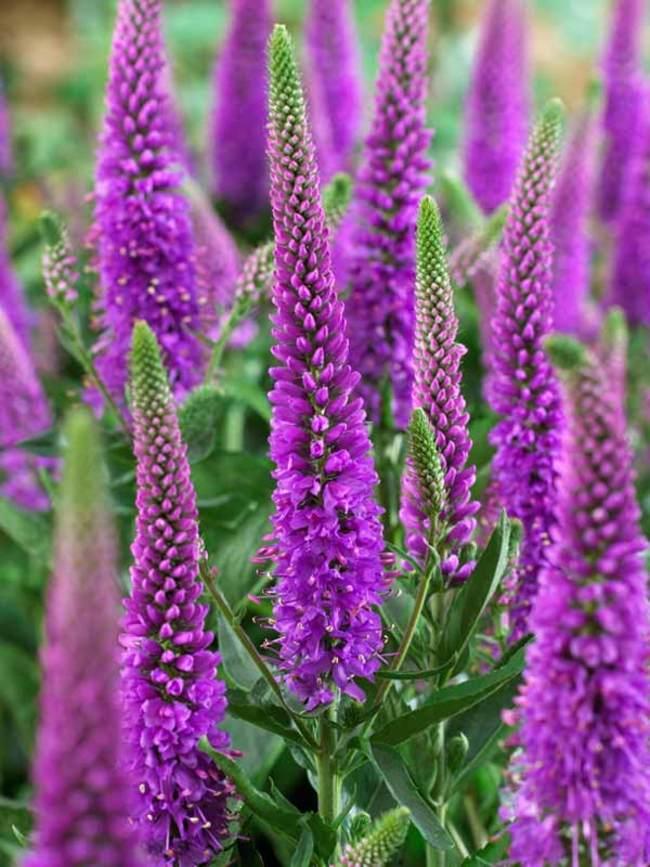 G6527 Veronica Candela Purple 10 E8c9b162 B7d0 4dea 9470 A7c13530de5d from www redcrocus com