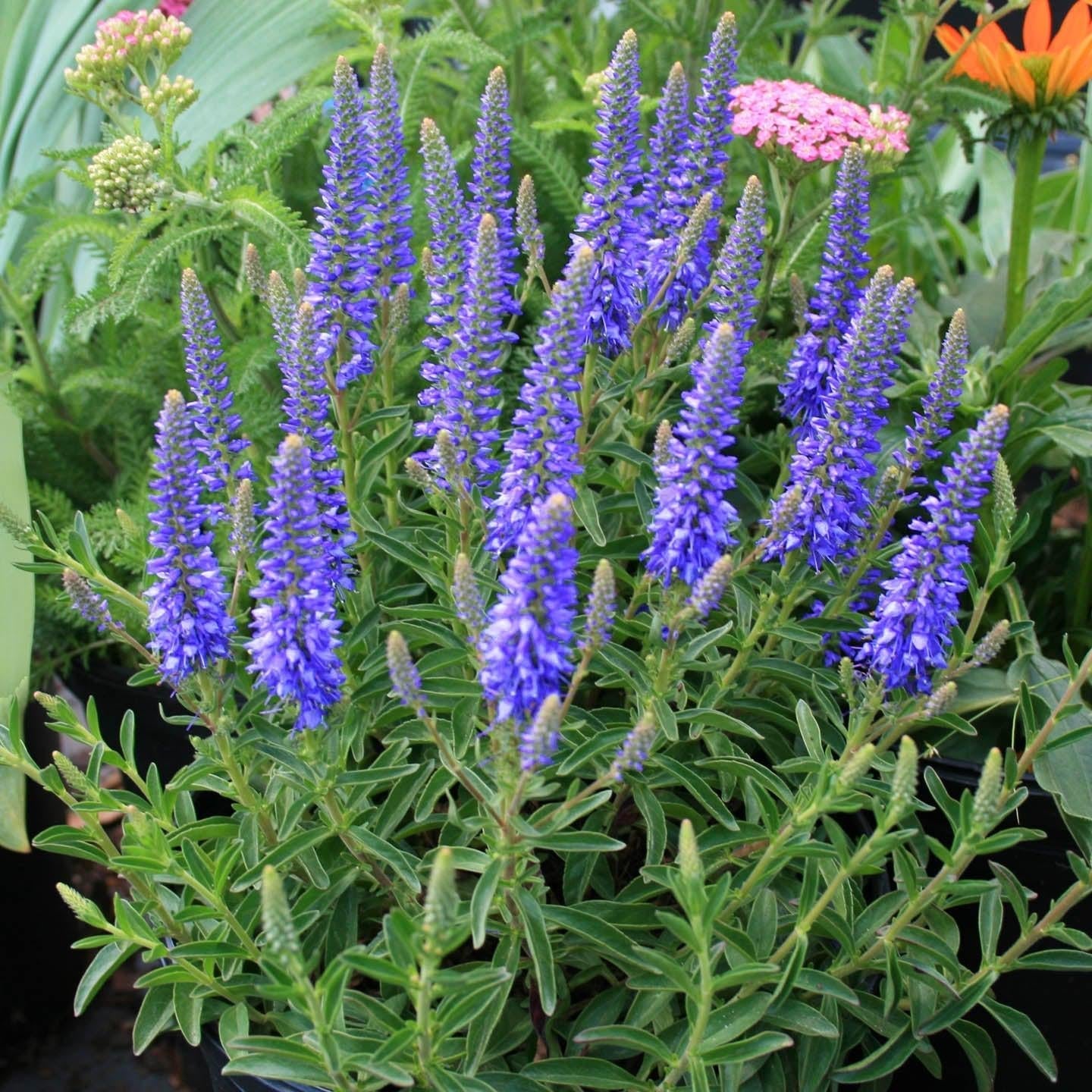 G6527 Veronica Candela Purple 12 Bf4ff4e8 A457 4379 Abfc 4aa20d17222e from www redcrocus com