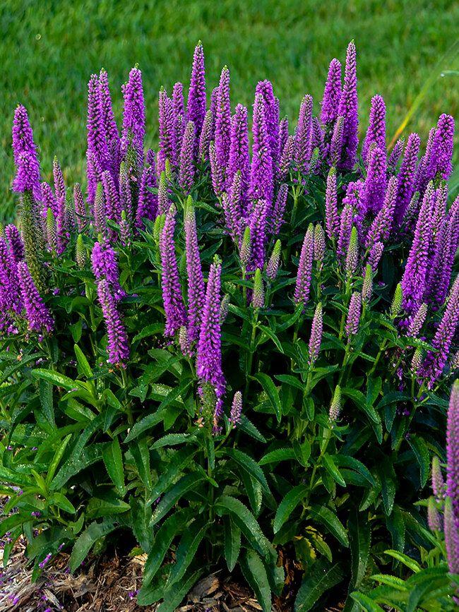 G6527 Veronica Candela Purple 13 Edf9499c 0b8f 46fd 9ef0 D8ca664aca56 from www redcrocus com