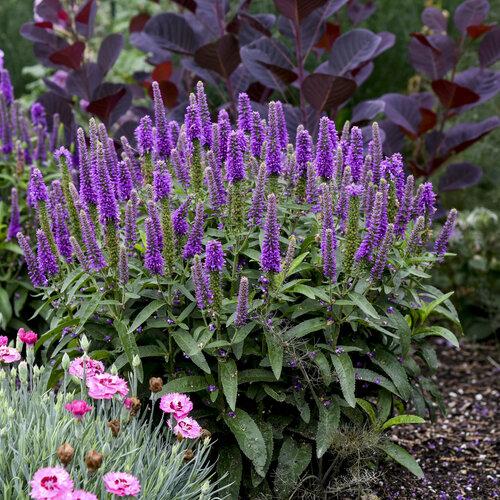 G6527 Veronica Candela Purple 14 Dae5f198 2a48 4161 Af84 65d59cbd6811 from www redcrocus com