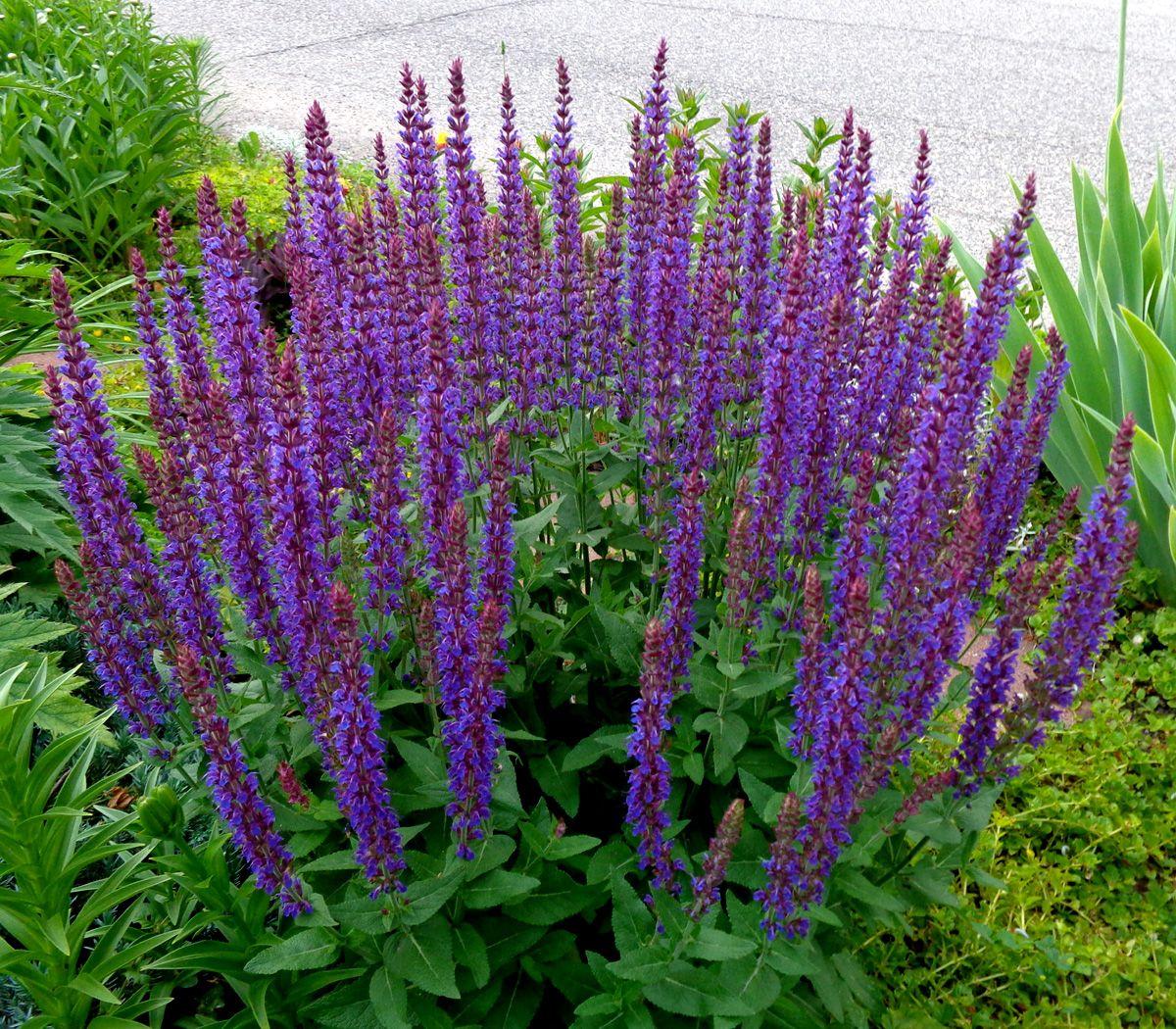 G6527 Veronica Candela Purple - View 15 from www redcrocus com