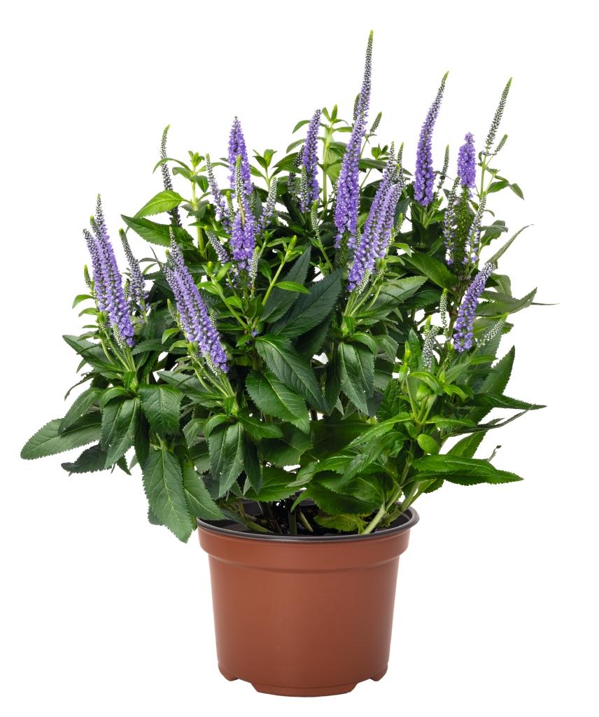 G6527 Veronica Candela Purple 3 D8099768 9137 4ba3 A515 E8fc1999fd62 from www redcrocus com