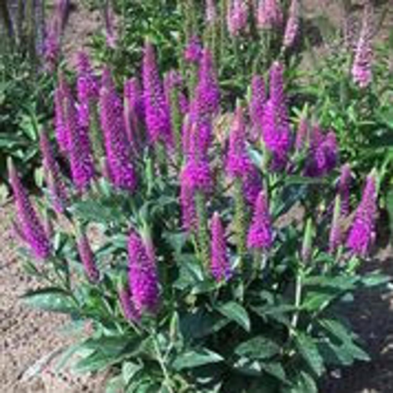 G6527 Veronica Candela Purple 4 Ee944713 498d 4eb1 98a1 B8ddac098701 from www redcrocus com
