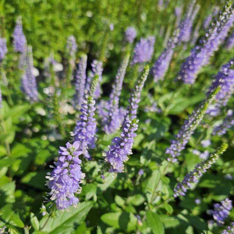 G6527 Veronica Candela Purple - View 5 from www redcrocus com