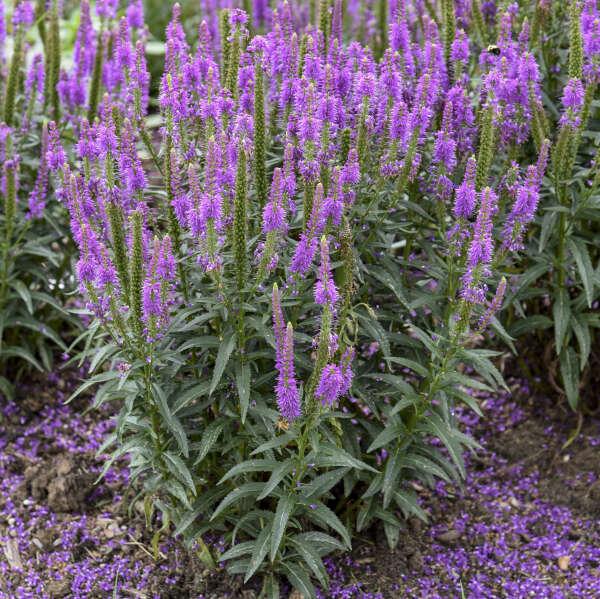 G6527 Veronica Candela Purple - View 8 from www redcrocus com