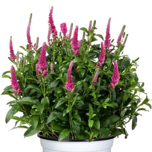 G6527 Veronica Candela Purple 9 07c4abc6 6933 489c 8561 E7500559a546 from www redcrocus com
