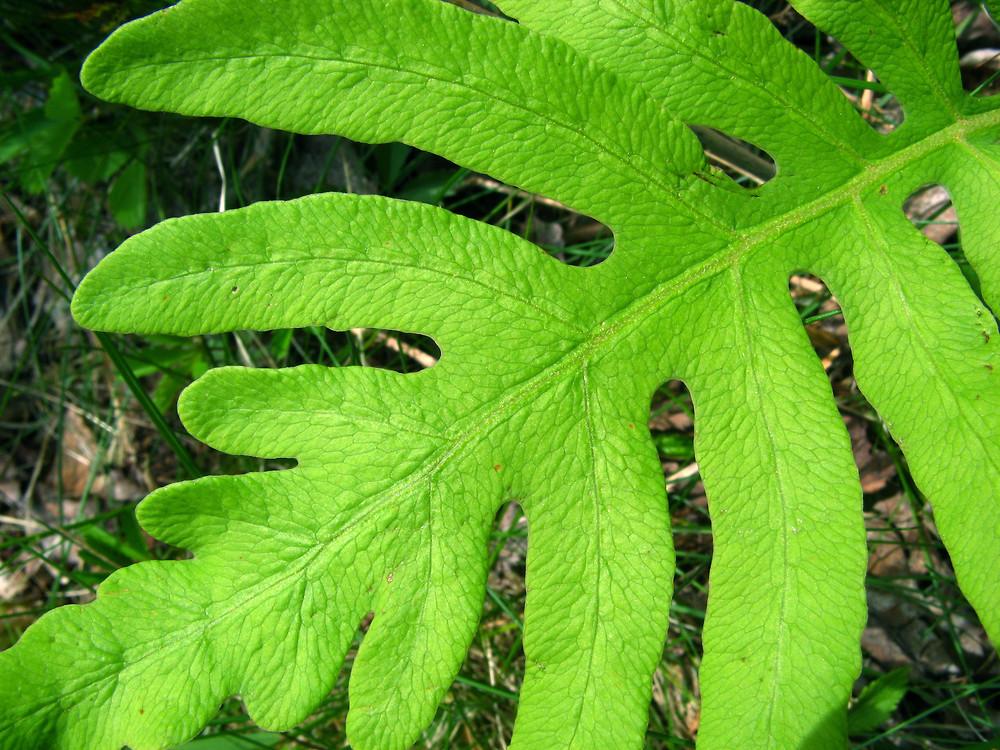 G652 Fern Onoclea Sensibilis - View 12 from www redcrocus com