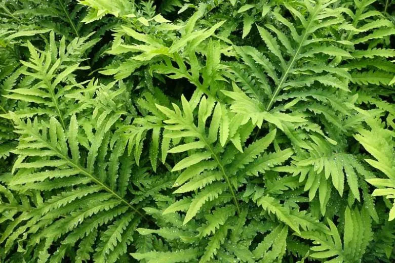 G652 Fern Onoclea Sensibilis - View 14 from www redcrocus com