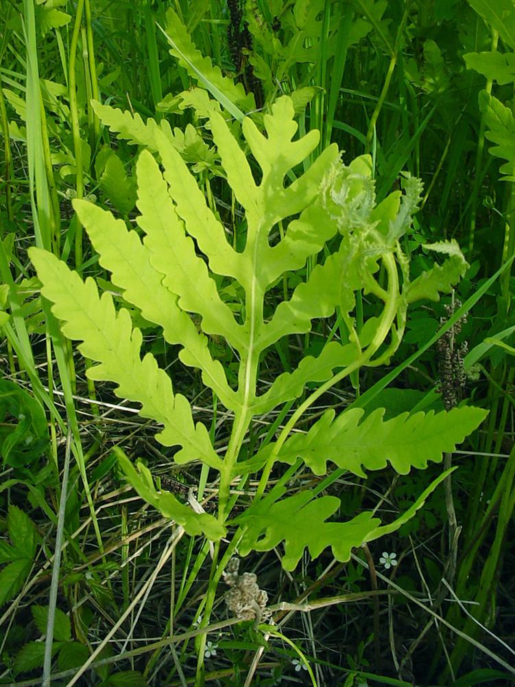 G652 Fern Onoclea Sensibilis - View 15 from www redcrocus com