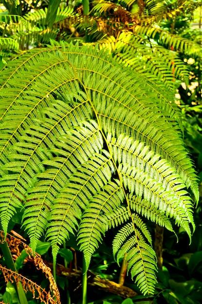 G652 Fern Onoclea Sensibilis 16 93bc88fb Cc25 49e3 Ade6 33561603963c from www redcrocus com
