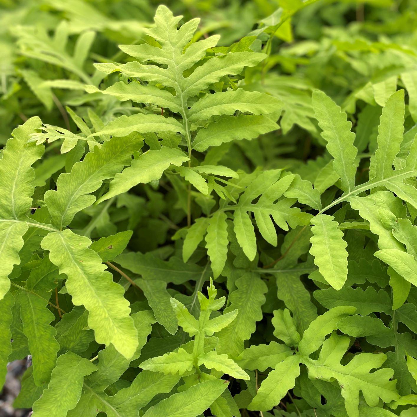 G652 Fern Onoclea Sensibilis - View 19 from www redcrocus com