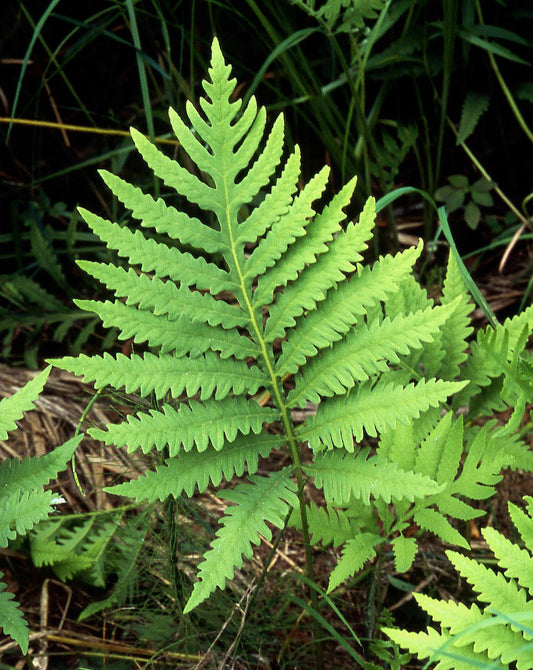 G652 Fern Onoclea Sensibilis - View 1 from www redcrocus com