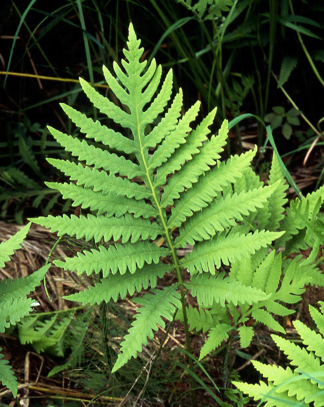 G652 Fern Onoclea Sensibilis 1 89e89480 3cdb 4ada Acae Ea06e5683aa4 from www redcrocus com
