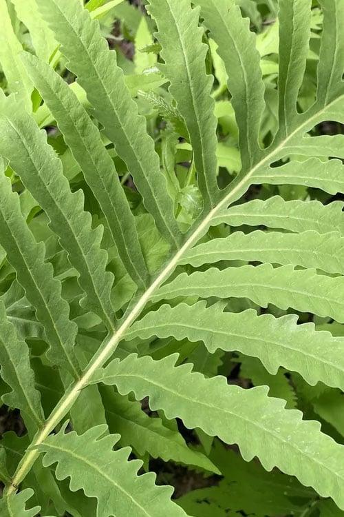 G652 Fern Onoclea Sensibilis - View 20 from www redcrocus com