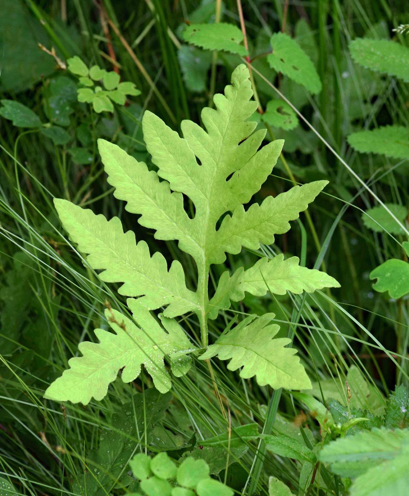 G652 Fern Onoclea Sensibilis - View 3 from www redcrocus com