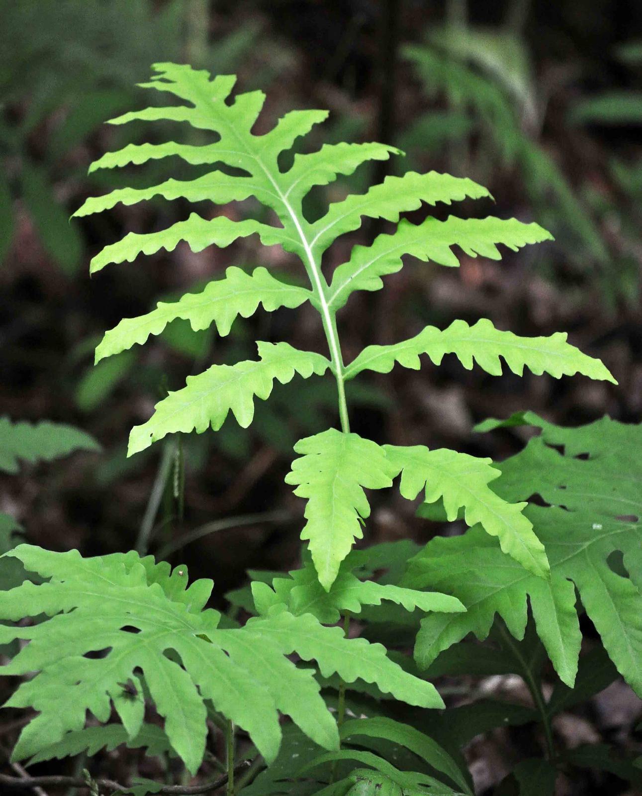 G652 Fern Onoclea Sensibilis 4 2bc10cef 658a 4470 B16c D63e7df56951 from www redcrocus com
