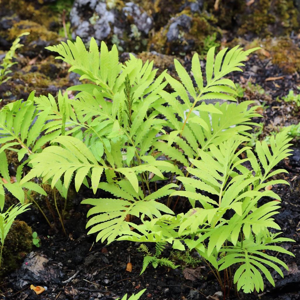 G652 Fern Onoclea Sensibilis - View 5 from www redcrocus com