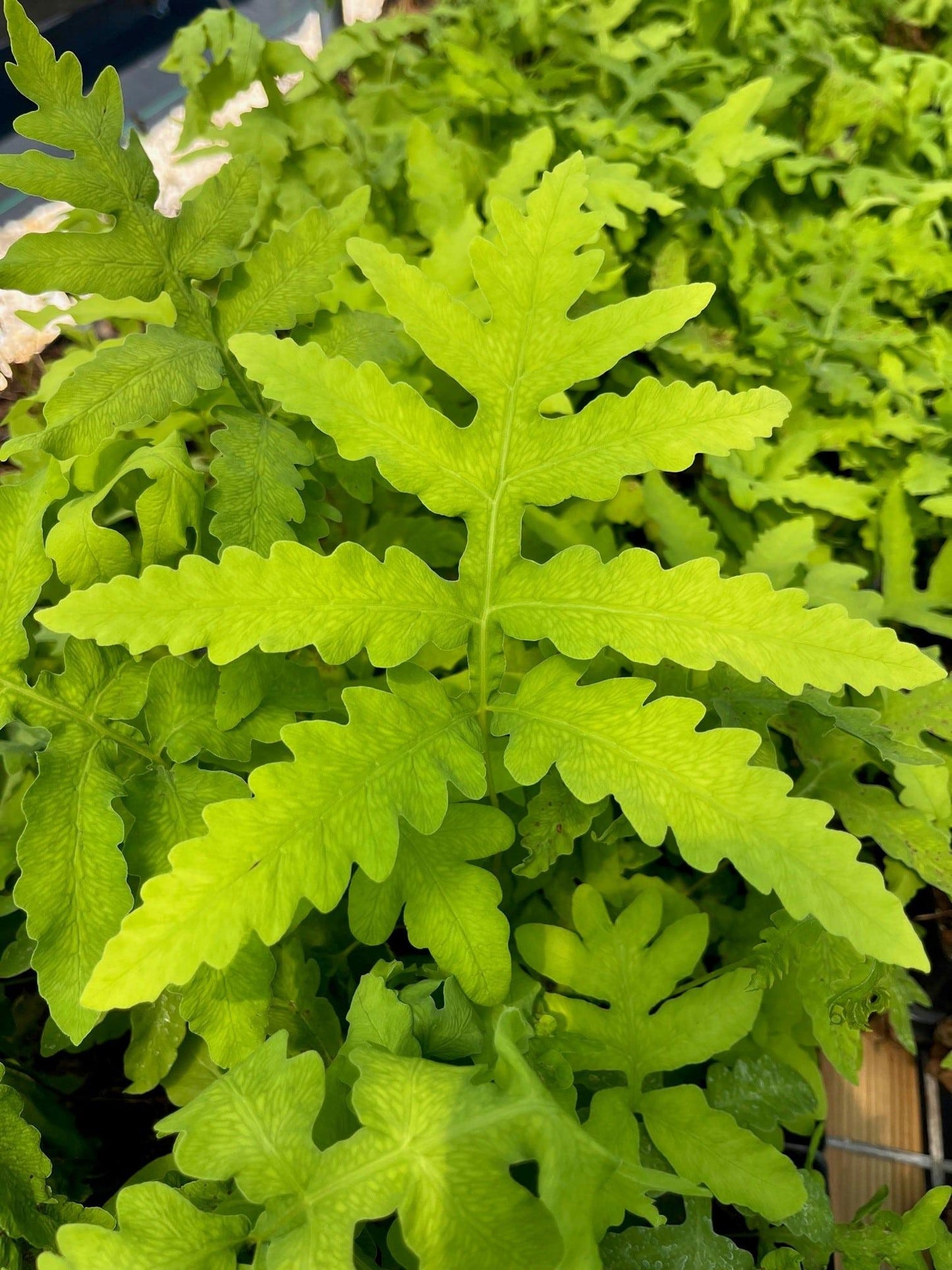 G652 Fern Onoclea Sensibilis 6 Ceb9eddc A7d1 4ed8 Be82 55d551776280 from www redcrocus com