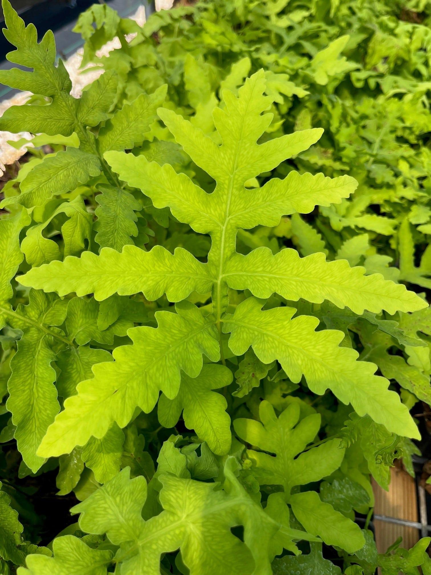 G652 Fern Onoclea Sensibilis 6 Ceb9eddc A7d1 4ed8 Be82 55d551776280 from www redcrocus com