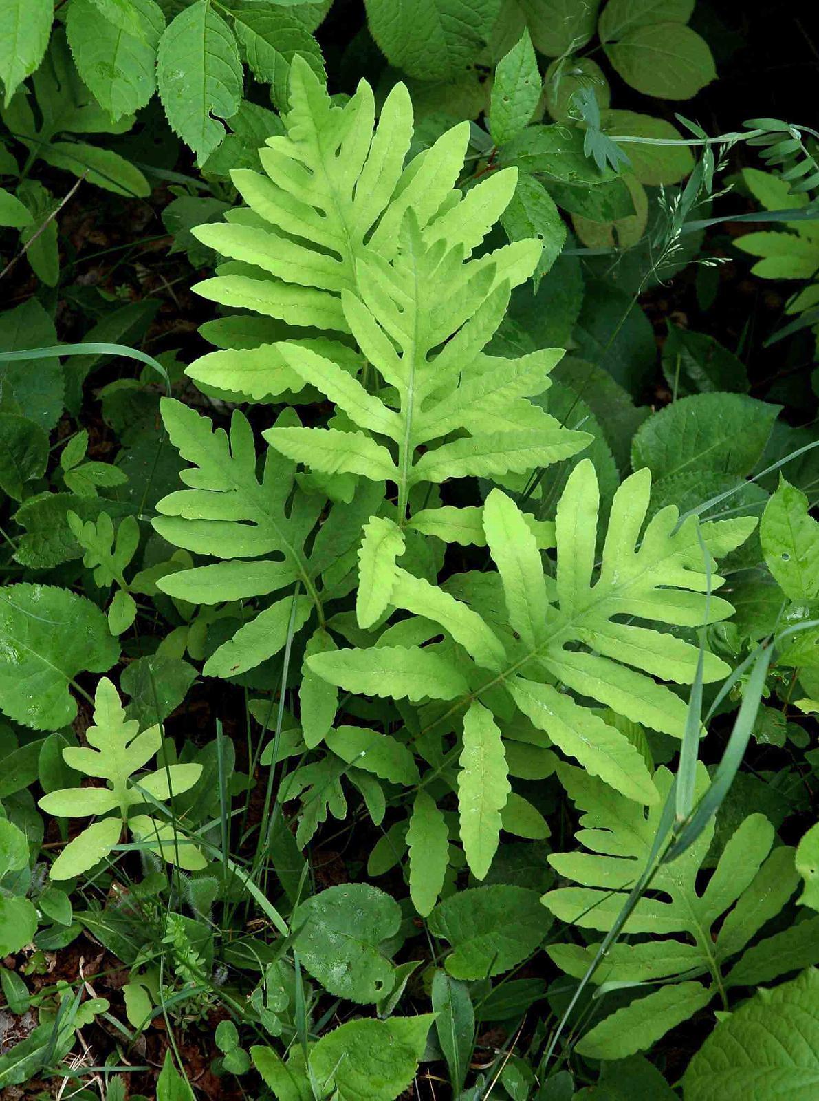 G652 Fern Onoclea Sensibilis 9 21b5e2ff 8f9b 473b 89ad D0c98b595517 from www redcrocus com