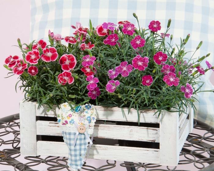 G6538 Dianthus Everlast Red 10 77c90e1f 389b 4642 9516 678102a17d6d from www redcrocus com