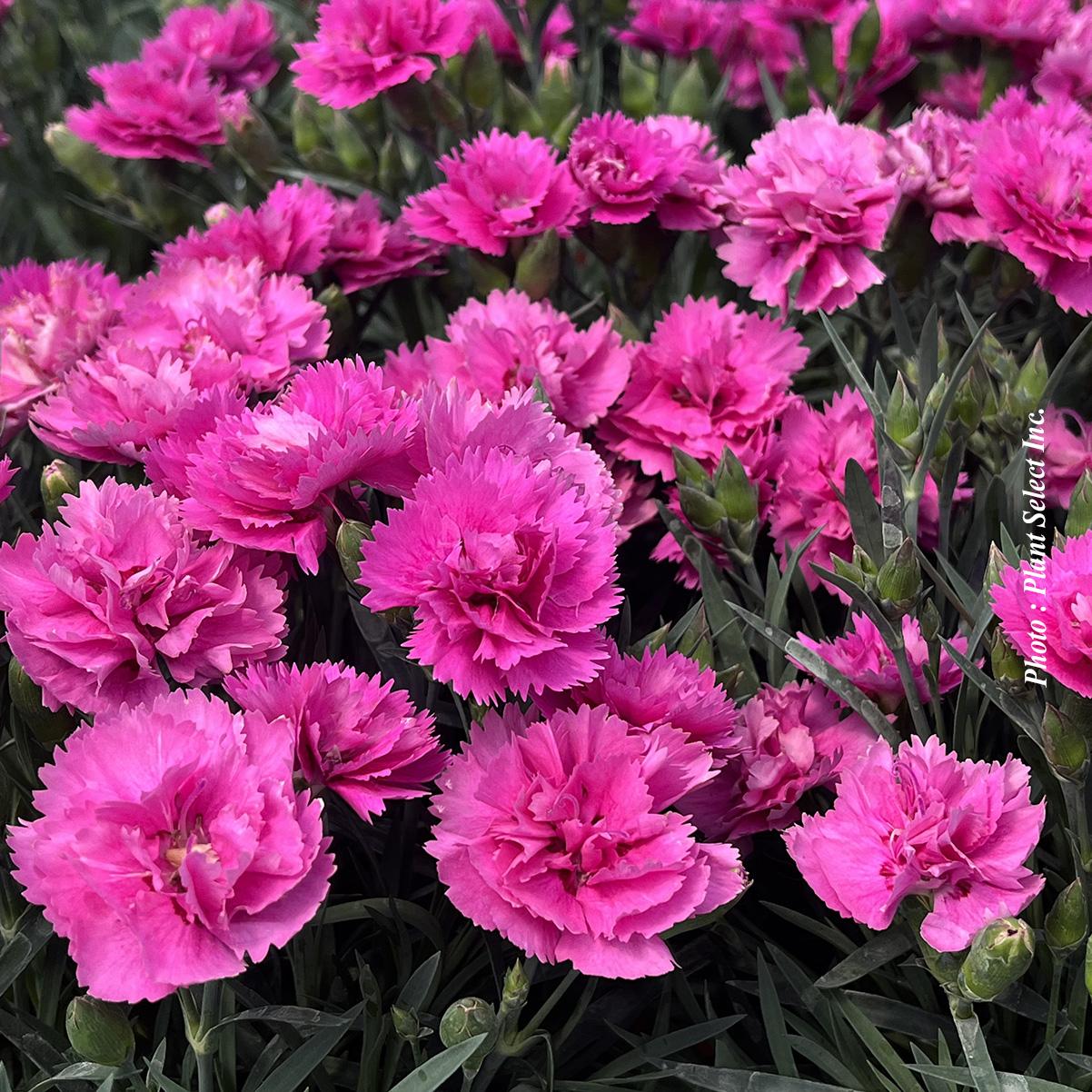 G6538 Dianthus Everlast Red 12 15aefe96 6bf9 4582 94c1 00de8c7f191b from www redcrocus com